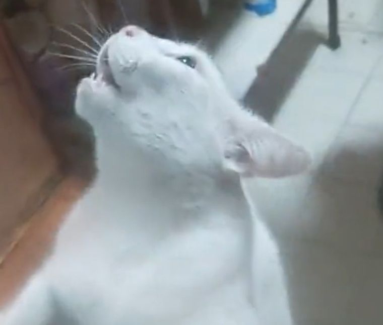 Un gato desesperado ante la presencia de un ratón en la cocina Foto: Twitter