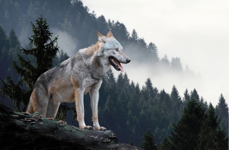 Sueños Conoce el significado de soñar con lobos Foto: Shutterstock