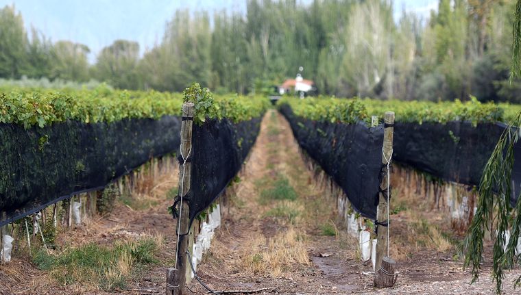 El sector del mosto cree que tendría materia prima si se deroga el acuerdo. Foto: ALF PONCE MERCADO / MDZ