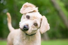 MASCOTAS LOS PERROS NECESITAN DE UN CUIDADO ESPECIAL AL SER RECIBIDOS POR PRIMERA VEZ EN EL HOGAR. Foto: SHUTTERSTOCK