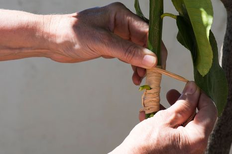 Una de las claves es elegir el esqueje de manera correcta. Foto: SHUTTERSTOCK