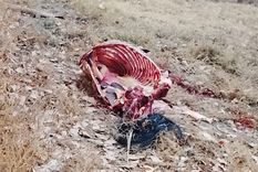 El operativo se dio tras la denuncia del encargado de un establecimiento rural ubicado sobre calle La Costa, en la zona de Isla Grande, en Maipú.