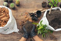 Guía práctica para sembrar en primavera: los cultivos que no pueden faltar Foto: Pixabay