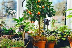 Frutales para otoño.