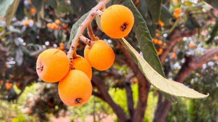 Sorprende a tu familia preparando una rica mermelada de nísperos Foto: Shutterstock