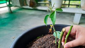Con este método, los esquejes logran desarrollarse en condiciones controladas, aumentando las posibilidades de éxito Foto: Shutterstock