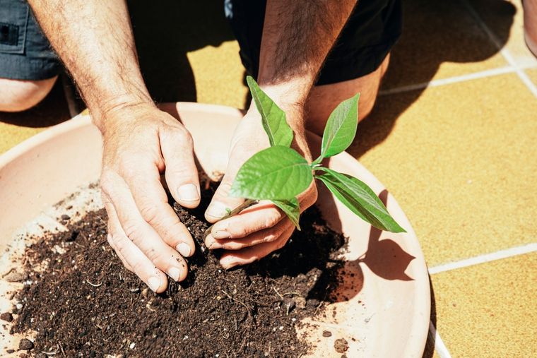 Germinar un aguacate en casa requiere paciencia y algunas pocas herramientas. Foto: Shutterstock