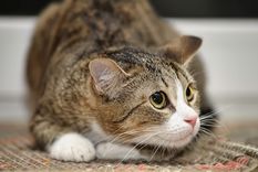 MASCOTAS LOS GATOS SUELEN RASCAR EL SUELO POR DIFERENTES RAZONES. Foto: Cats Best (catsbest.eu)