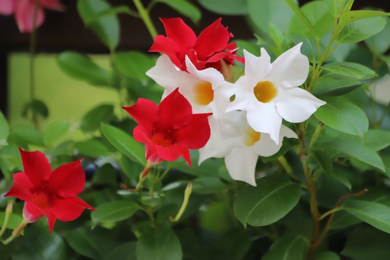 Una planta que no necesita riego con frecuencia en otoño. Una planta que no necesita riego con frecuencia en otoño.