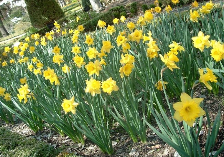 Narcisos, una planta bulbosa muy popular en los jardines Foto: Plantas y jardín