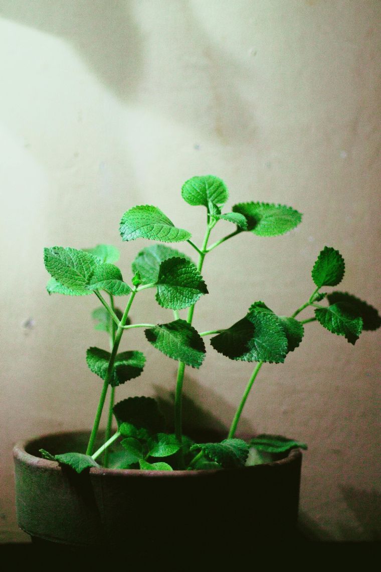 El orégano es una planta aromática con grandes beneficios. Foto: Archivo