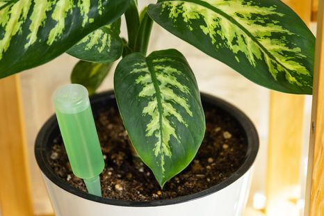 Este abono líquido hace crecer cualquier tipo de plantas Foto: Shutterstock