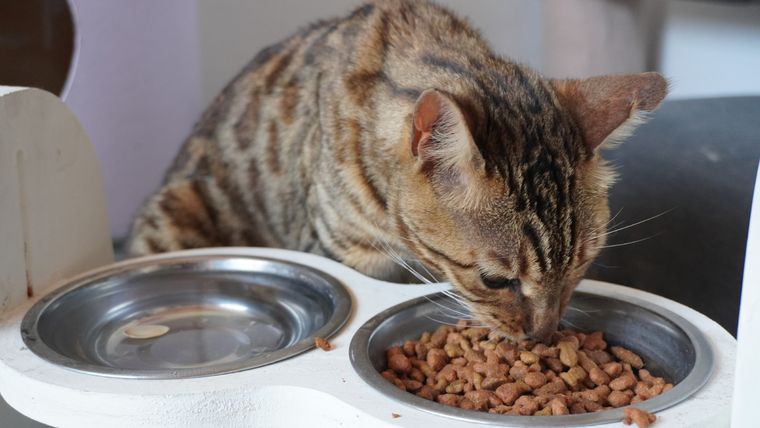 Mascotas Los gatos siguen pidiendo comida Foto: Pexels