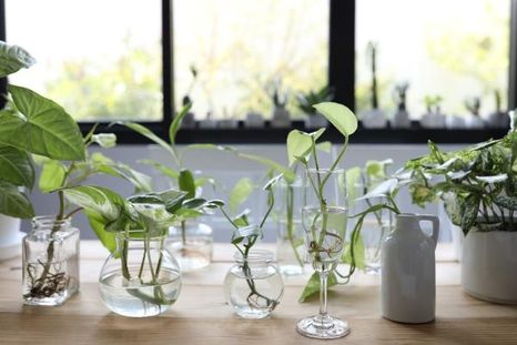 Estas plantas de interior pueden crecer solo en agua y requieren pocos cuidados. Estas plantas de interior pueden crecer solo en agua y requieren pocos cuidados.