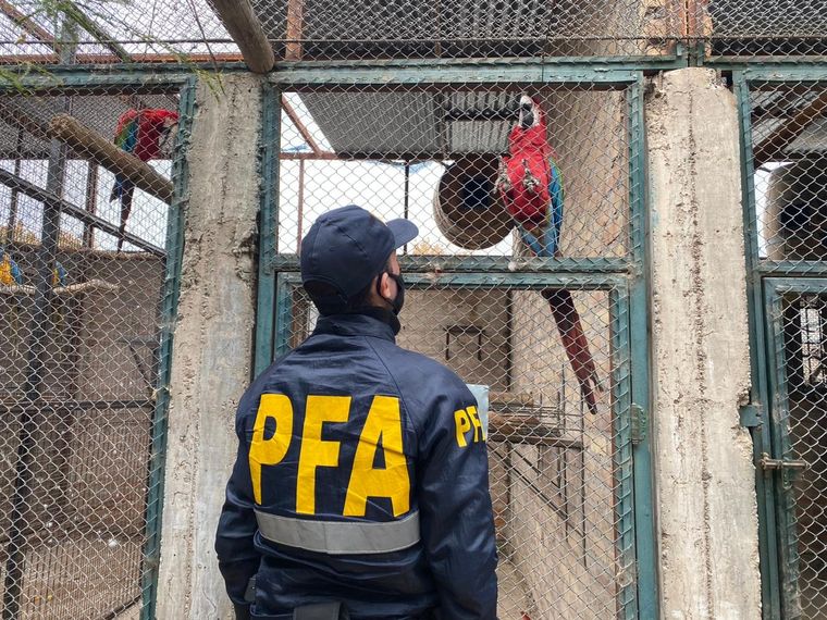 La Policía Federal rescató gran cantidad de aves Foto: Policía Federal