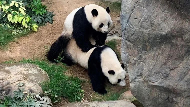 La pareja de pandas tuvo sexo luego de más de 10 años y hay altas chances de que tengan cría