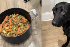 Este labrador conquistó internet con su educación. Foto: Archivo