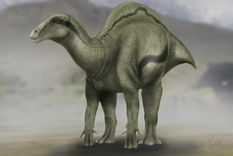 Foto: www.agenciasinc.es