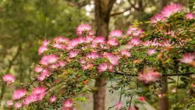 Los árboles ornamentales de pequeño tamaño ganan popularidad en patios urbanos y jardines reducidos. Los árboles ornamentales de pequeño tamaño ganan popularidad en patios urbanos y jardines reducidos.