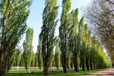 álamos Los álamos, centro de una investigación científica. Foto: Efe.