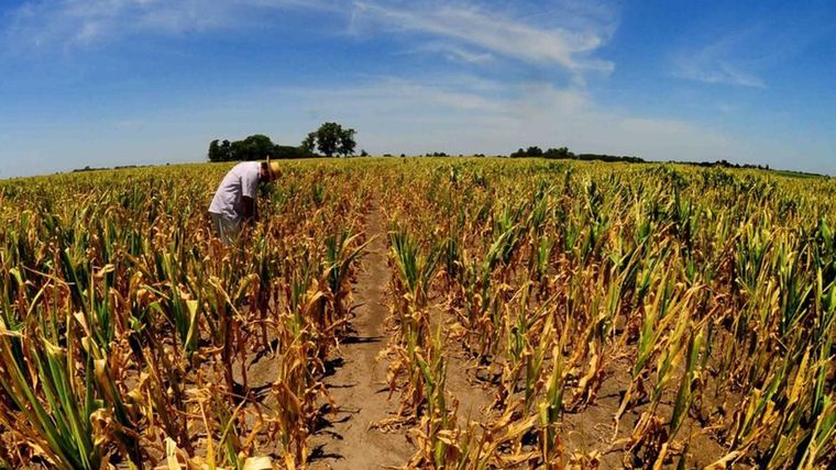 El 45% de las plantaciones de maíz se encuentran en condiciones de regulares a malas debido a la falta de lluvias, según un relevamiento de la Bolsa de Comercio de Rosario. Foto: Archivo MDZ