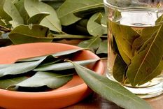 Una taza de té de laurel puede transformar tu rutina diaria, descubrí cómo en esta nora Foto: Shutterstock