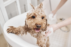 Deja a tu mascota impecable con esta mezcla casera. Foto: Shutterstock