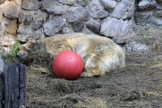 El oso Arturo vivió 22 años encerrado en el Ecoparque.&nbsp;