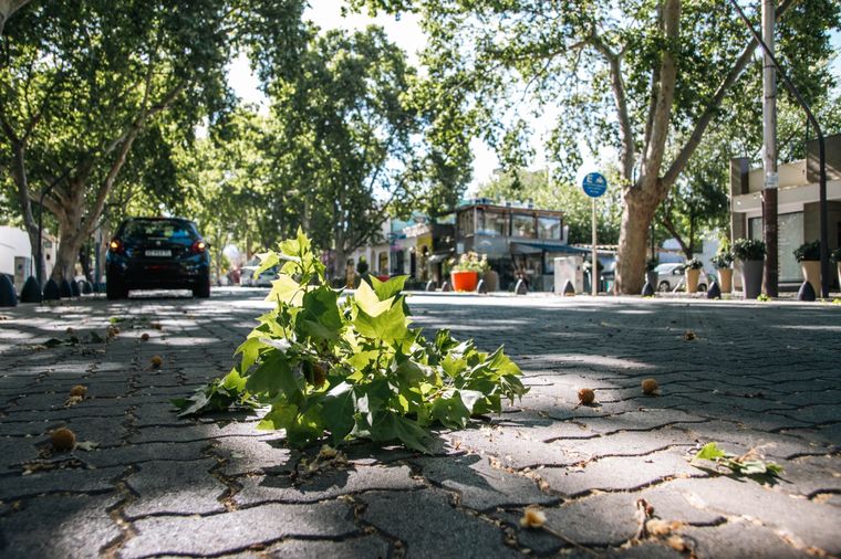 Foto: Santiago Tagua/MDZ