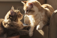 Los gatos son animales territoriales y la llegada de otra mascota puede generar estrés. Foto: Archivo