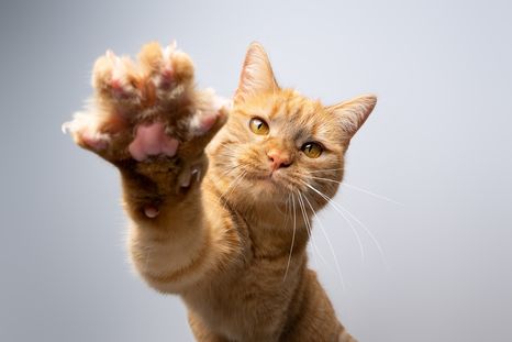 Hay gatos diestros y zurdos. Hay gatos diestros y zurdos.