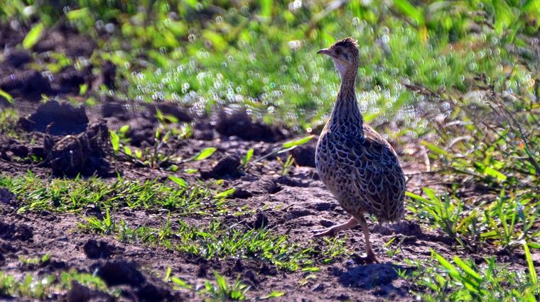 La perdiz o tinamú de Ceja Blanca. Foto: avesdelafloresta