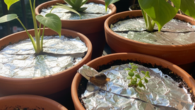 Un aliado para las plantas. Fuente IA Gemini. Un aliado para las plantas. Fuente IA Gemini.