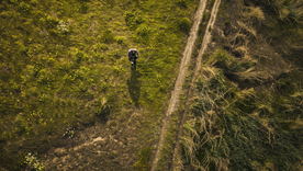 El hallazgo en Surrey Hills sorprendió al detectorista, que al principio creyó que alguien le estaba jugando una broma. El hallazgo en Surrey Hills sorprendió al detectorista, que al principio creyó que alguien le estaba jugando una broma.