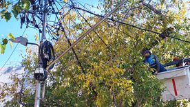 Ya rige la nueva ley de arbolado público en Mendoza. Ya rige la nueva ley de arbolado público en Mendoza.