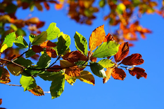 El otoño comienza el jueves. Foto: Pixabay - pixabay.com El otoño comienza el jueves. Foto: Pixabay - pixabay.com