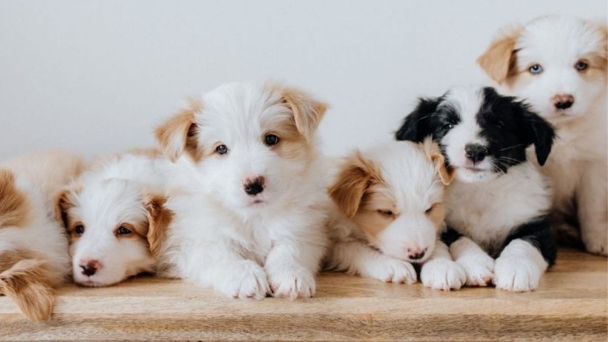 La <b>inteligencia artificial</b> eligió los 10 nombres de perros más originales en Argentina thumbnail