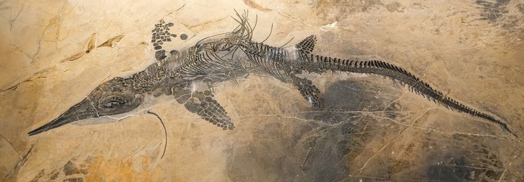 La Dirección Patrimonio Cultural de la provincia de Neuquén realizaron un hallazgo de restos fósiles en el terreno.  Foto: Shutterstock