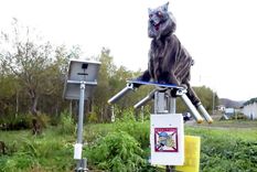 video y fotos: japon usa monstruosos lobos robot para espantar osos