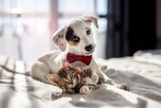 MASCOTAS LAS MASCOTAS TIENEN MÁS SENSIBILIDAD QUE LOS HUMANOS. Foto: Shutterstock MASCOTAS LAS MASCOTAS TIENEN MÁS SENSIBILIDAD QUE LOS HUMANOS. Foto: Shutterstock