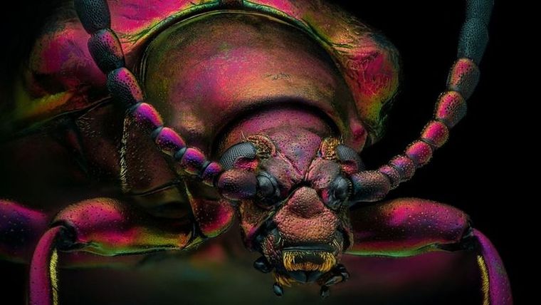 La foto del escarabajo joya rojo ganó como imagen de distinción en el concurso de fotografía microscópica de Nikon. Foto: YOUSEF AL HABSHI/NIKON SMALL WORLD AND THE ARTIST