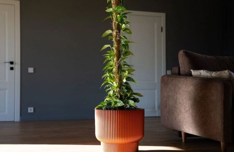 El potus es una planta que requiere pocos cuidados. El potus es una planta que requiere pocos cuidados. 