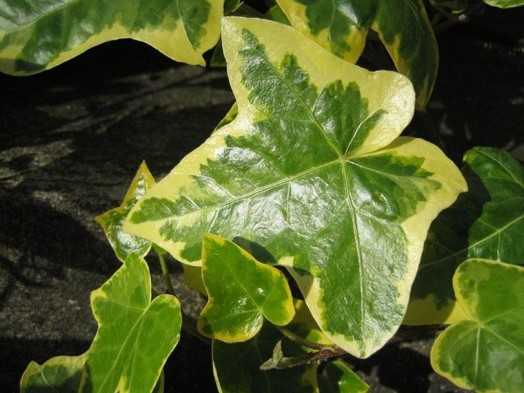 La hiedra variegada no necesita mucha cantidad de agua. Foto: jardineriaon