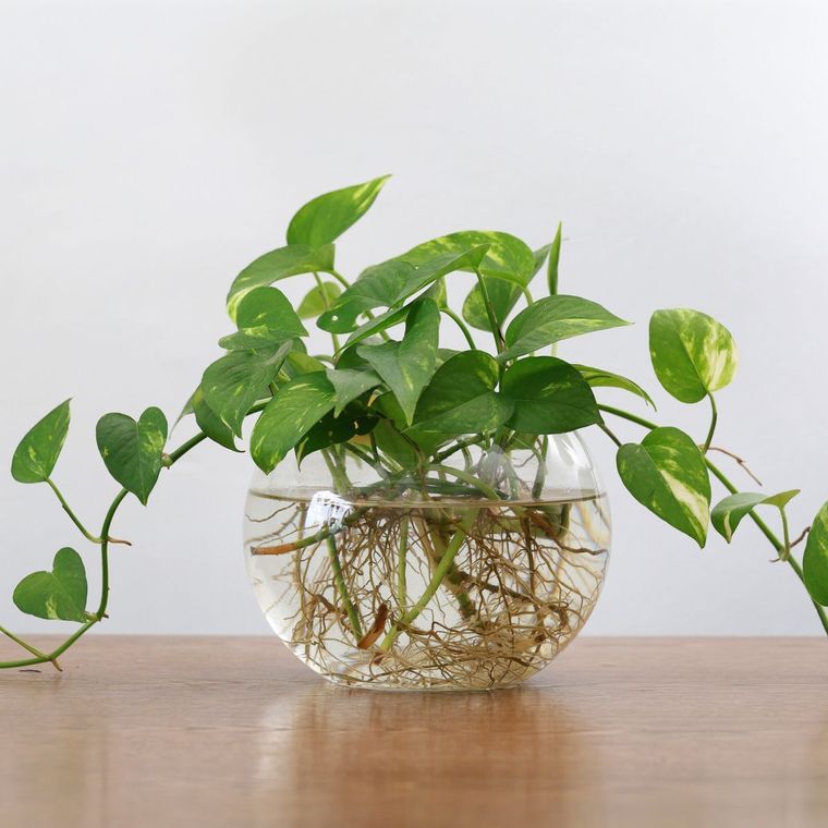 Pothos.