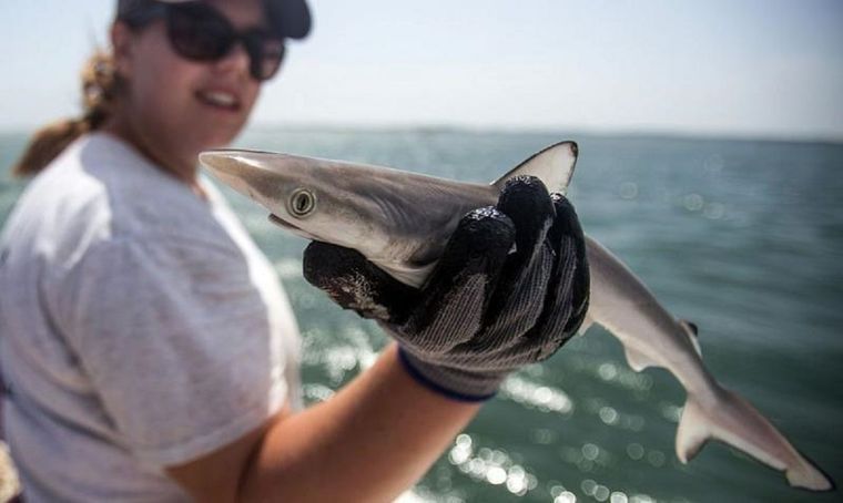 Biólogos marinos examinaron 13 tiburones en la costa de Río (Foto de archivo) Foto: GETTY IMAGES