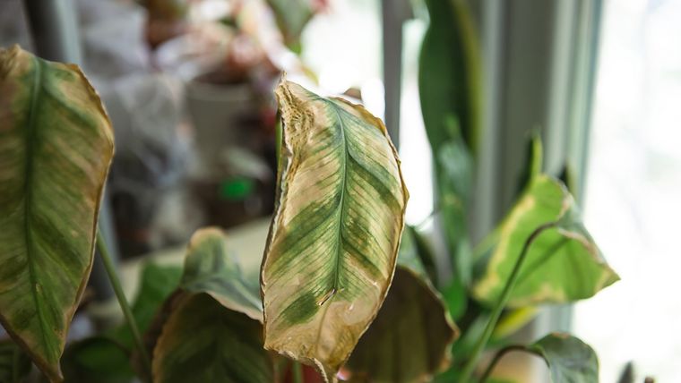 JARDÍN PLANTA CON HOJAS SECAS Foto: SHUtTERSTOCK JARDÍN PLANTA CON HOJAS SECAS Foto: SHUtTERSTOCK