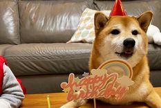 Balltze es más conocido como Cheems por el meme y cumplió 10 años