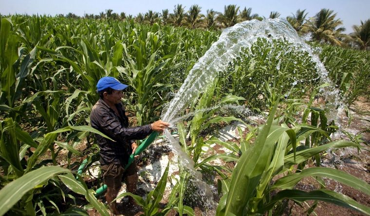 Los científicos no aciertan con la respuesta, respecto de la conducta de las plantas. Foto: Efe.