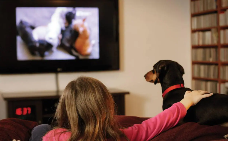 Esto es lo que llama la atención de la televisión a tus perros Foto: Pixabay