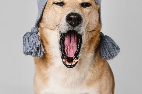 Cómo proteger a tu mascota en invierno. Foto: Freepik Cómo proteger a tu mascota en invierno. Foto: Freepik